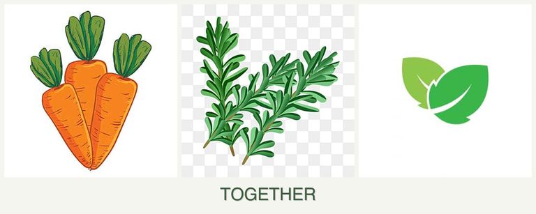 Can you plant carrots, rosemary and mint together?