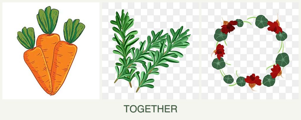 Can you plant carrots, rosemary and nasturtiums together?