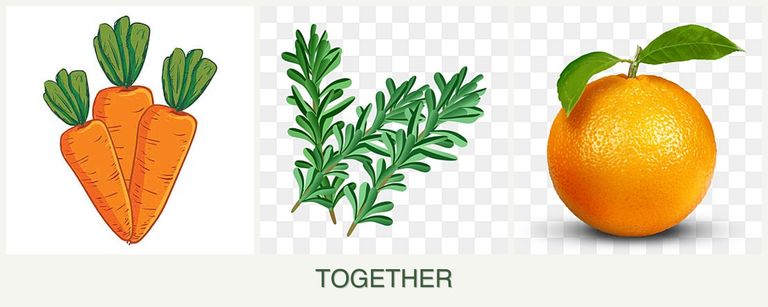 Can you plant carrots, rosemary and oranges together?