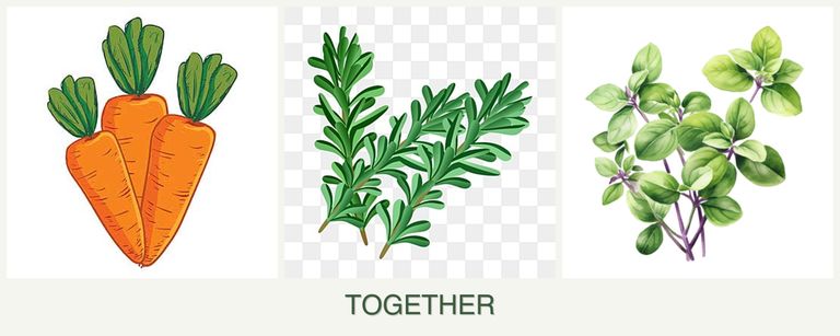 Can you plant carrots, rosemary and oregano together?