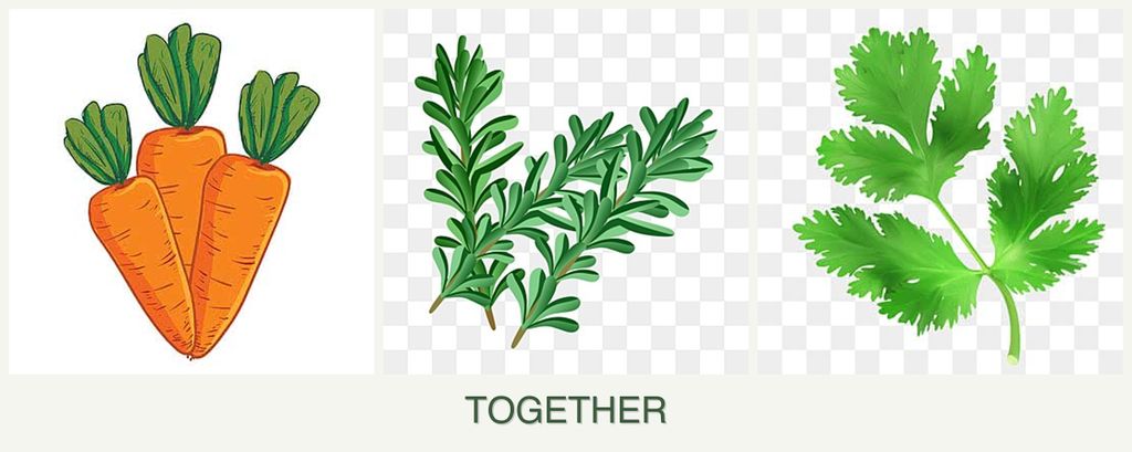 Can you plant carrots, rosemary and parsley together?