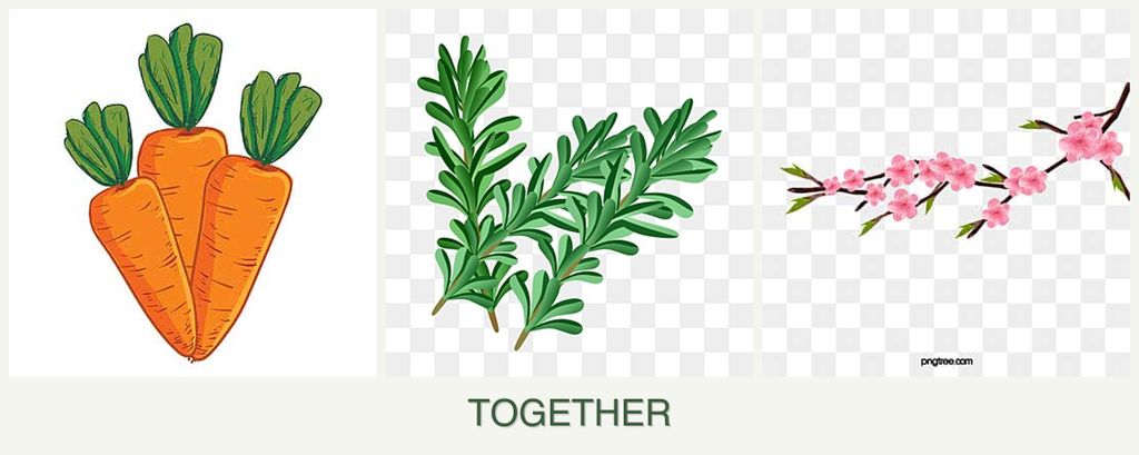 Can you plant carrots, rosemary and peaches together?