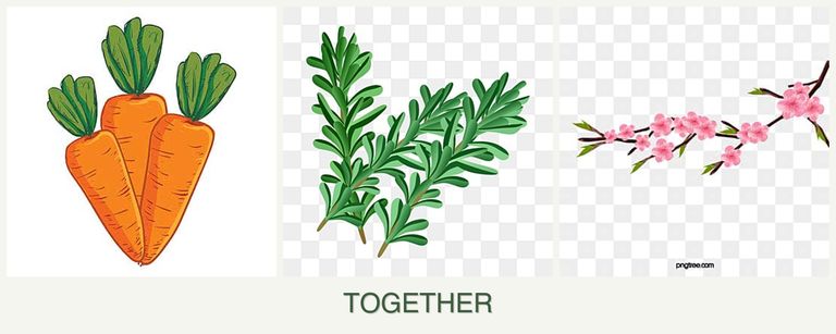 Can you plant carrots, rosemary and peaches together?