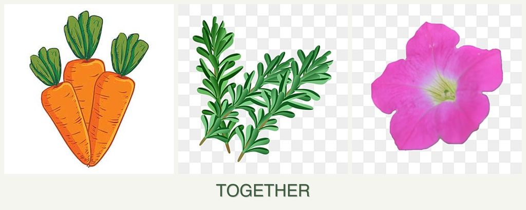 Can you plant carrots, rosemary and petunias together?
