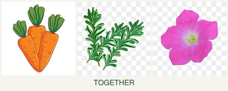 Can you plant carrots, rosemary and petunias together?