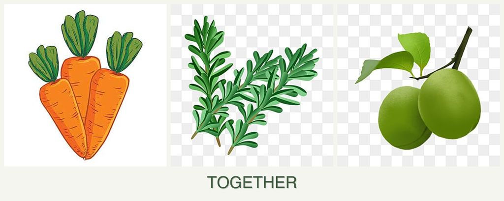 Can you plant carrots, rosemary and plums together?