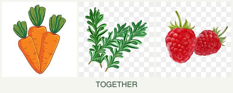 Can you plant carrots, rosemary and raspberries together?