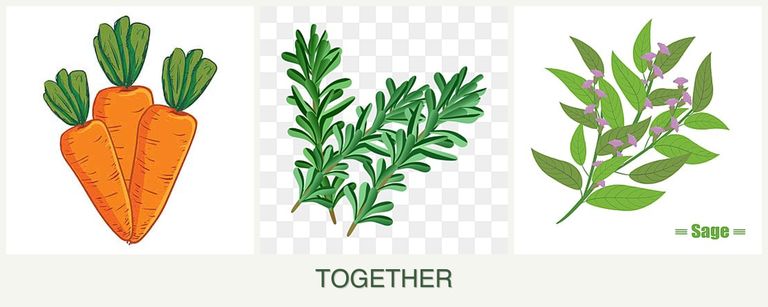 Can you plant carrots, rosemary and sage together?