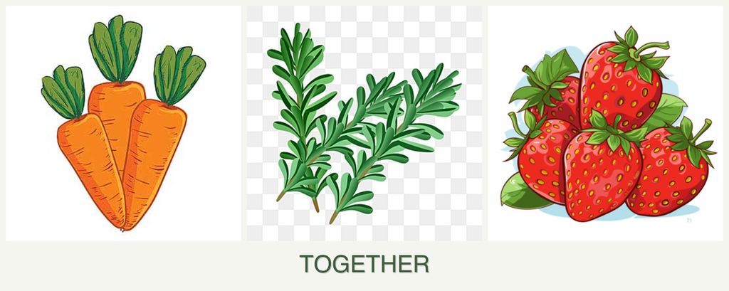Can you plant carrots, rosemary and strawberries together?