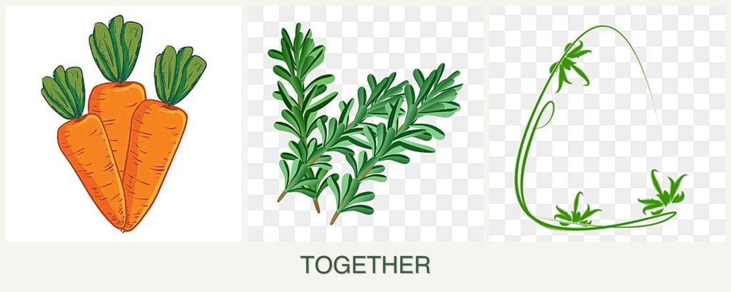 Can you plant carrots, rosemary and tarragon together?