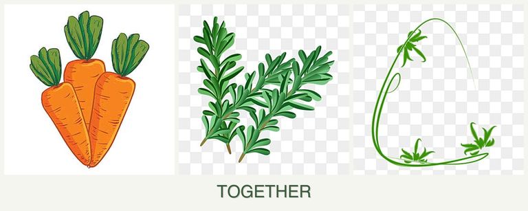Can you plant carrots, rosemary and tarragon together?