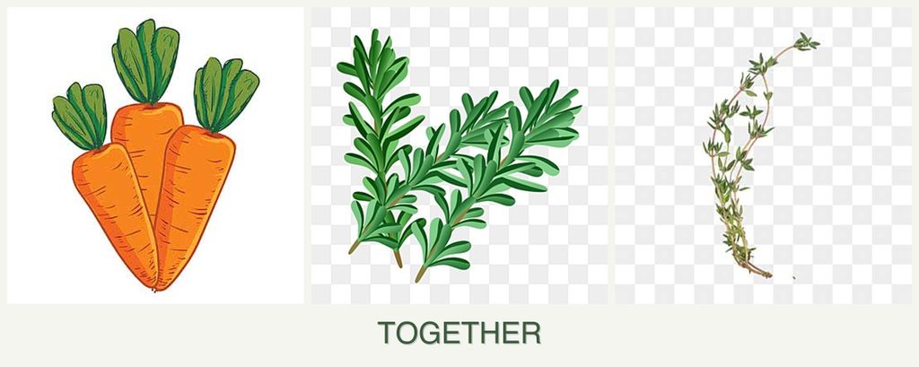 Can you plant carrots, rosemary and thyme together?