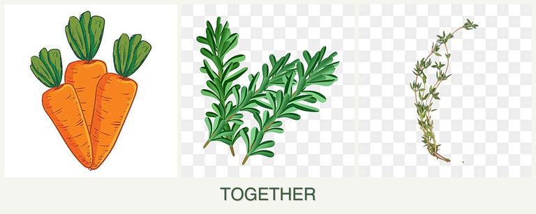 Can you plant carrots, rosemary and thyme together?