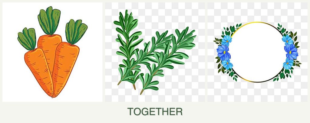 Can you plant carrots, rosemary and zinnias together?