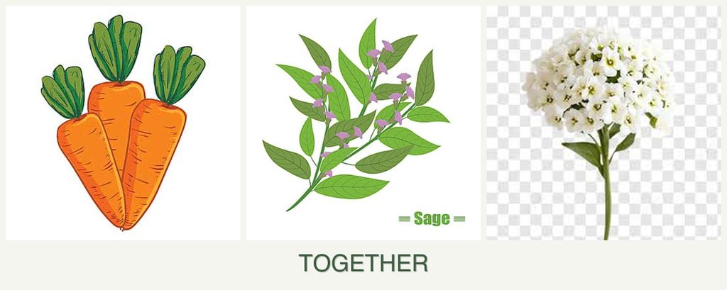 Can you plant carrots, sage and alyssum together?