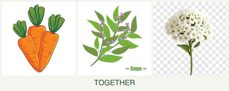 Can you plant carrots, sage and alyssum together?