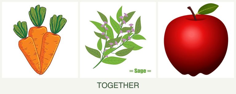 Can you plant carrots, sage and apples together?