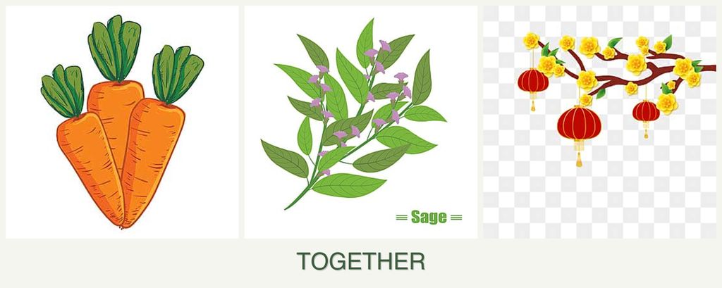 Can you plant carrots, sage and apricots together?