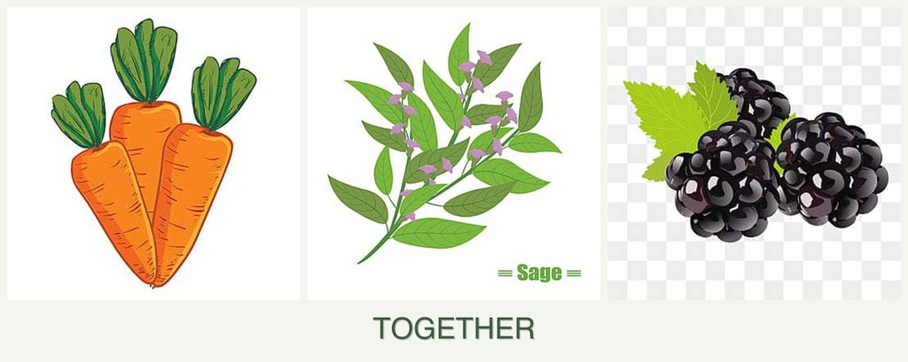 Can you plant carrots, sage and blackberries together?
