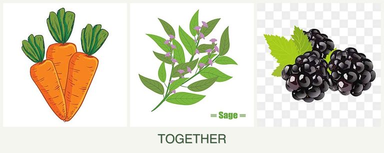 Can you plant carrots, sage and blackberries together?