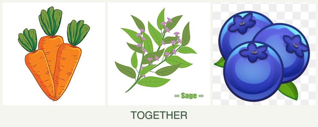 Can you plant carrots, sage and blueberries together?