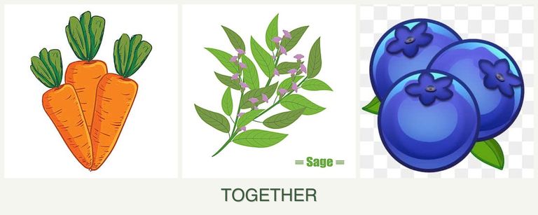 Can you plant carrots, sage and blueberries together?