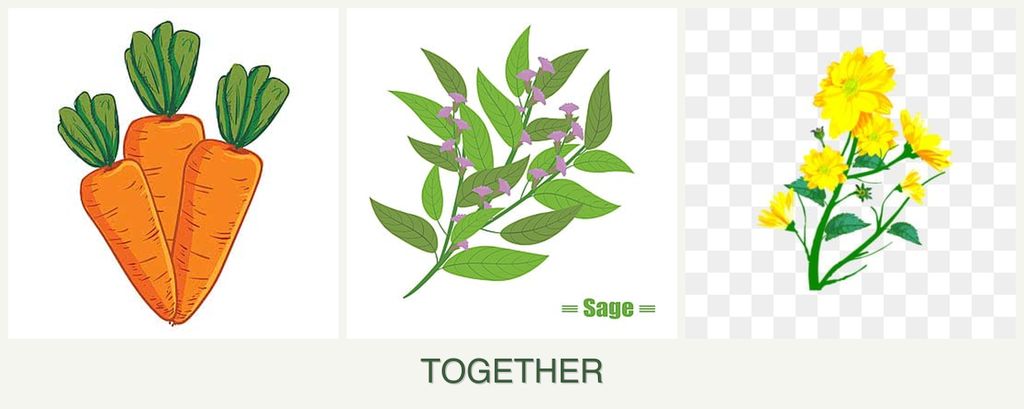 Can you plant carrots, sage and calendula together?