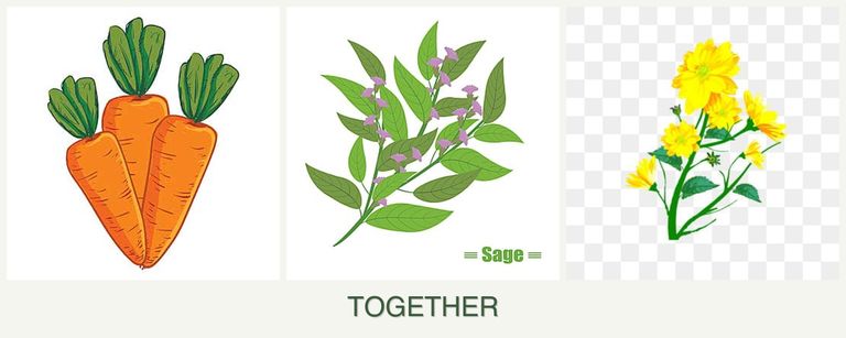 Can you plant carrots, sage and calendula together?