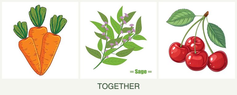 Can you plant carrots, sage and cherries together?
