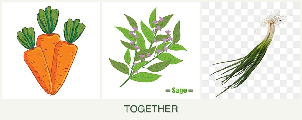 Can you plant carrots, sage and chives together?