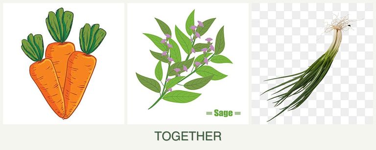 Can you plant carrots, sage and chives together?