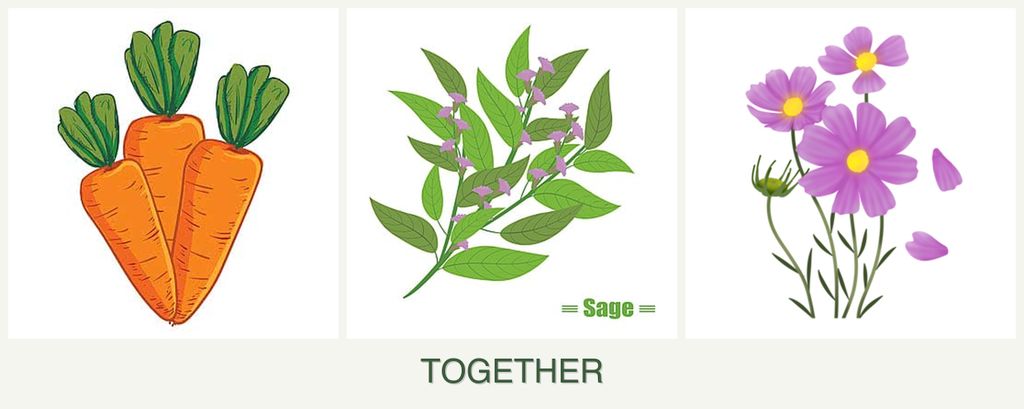 Can you plant carrots, sage and cosmos together?
