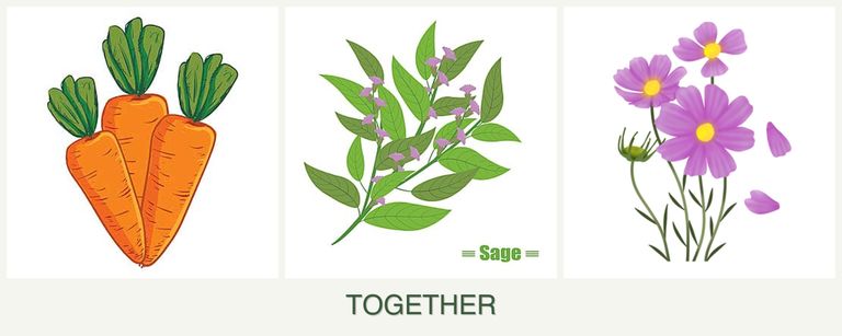 Can you plant carrots, sage and cosmos together?