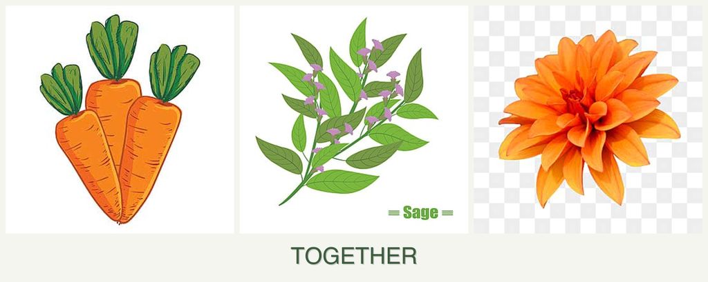 Can you plant carrots, sage and dahlias together?