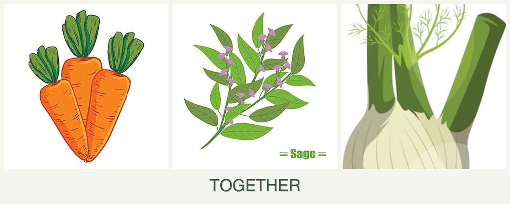 Can you plant carrots, sage and fennel together?