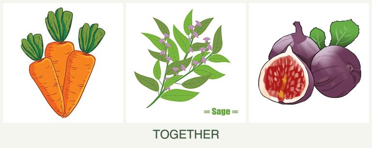 Can you plant carrots, sage and figs together?