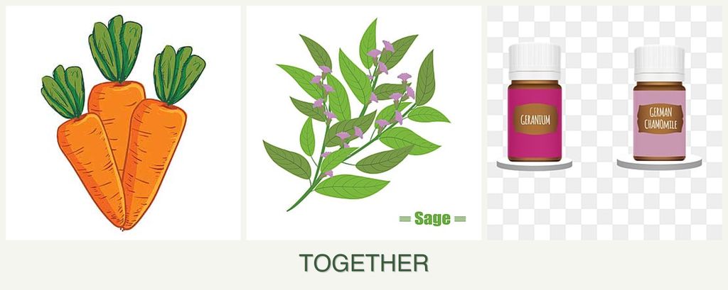 Can you plant carrots, sage and geraniums together?