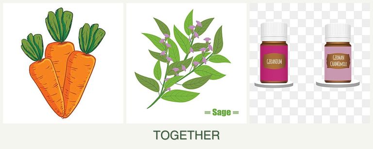Can you plant carrots, sage and geraniums together?