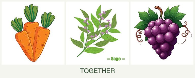 Can you plant carrots, sage and grapes together?