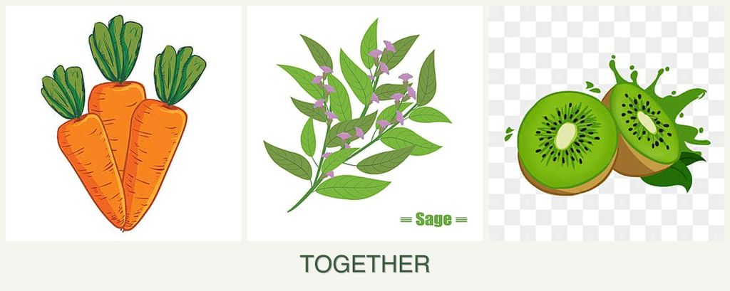 Can you plant carrots, sage and kiwi together?