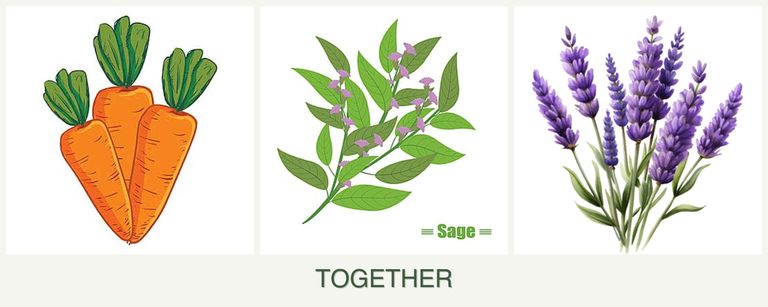 Can you plant carrots, sage and lavender together?