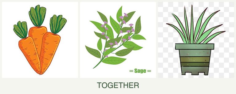 Can you plant carrots, sage and lemongrass together?