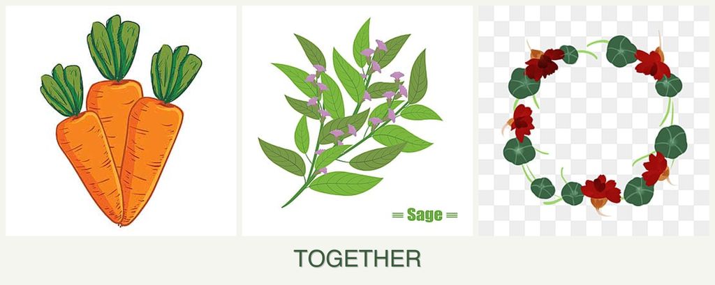 Can you plant carrots, sage and nasturtiums together?