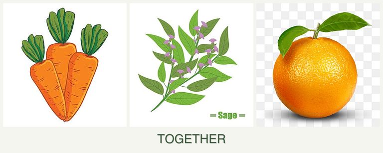 Can you plant carrots, sage and oranges together?