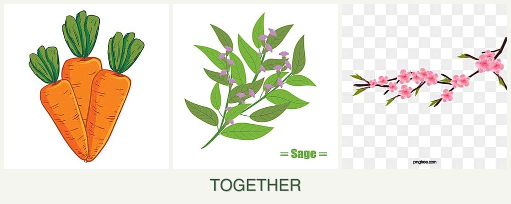 Can you plant carrots, sage and peaches together?