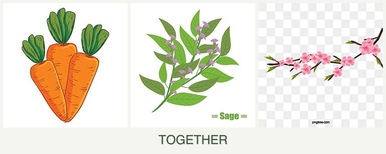 Can you plant carrots, sage and peaches together?