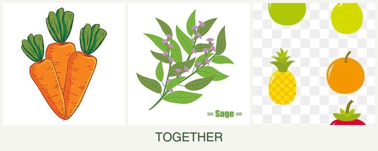 Can you plant carrots, sage and pears together?