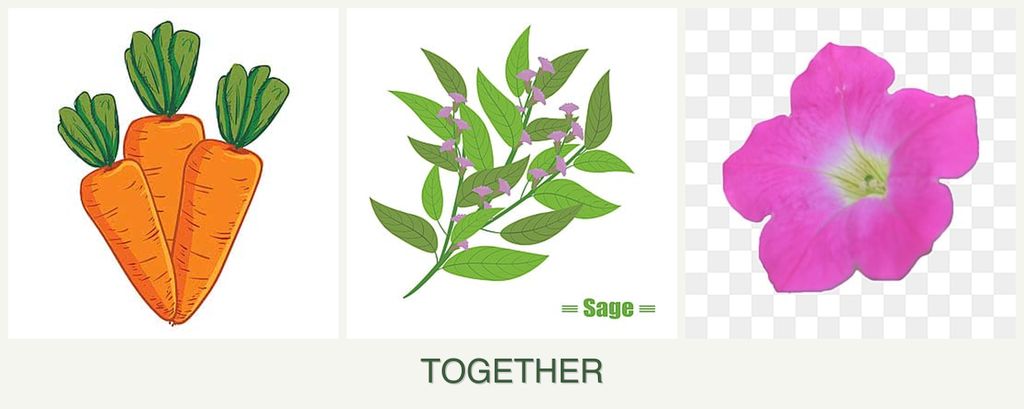 Can you plant carrots, sage and petunias together?