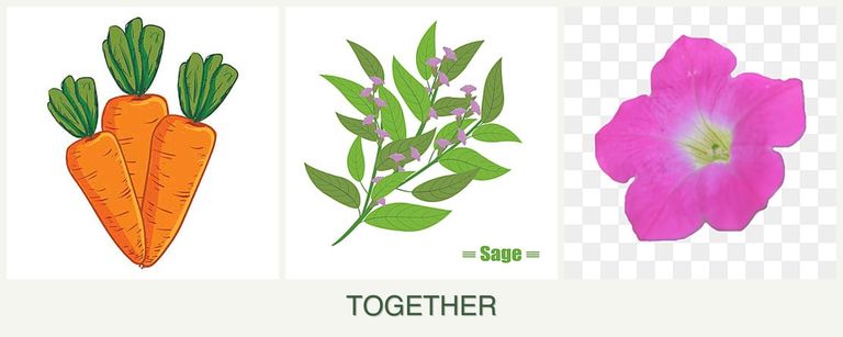 Can you plant carrots, sage and petunias together?
