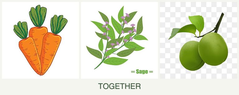 Can you plant carrots, sage and plums together?
